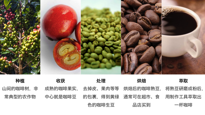 咖啡产地主要集中在哪里_咖啡生产区_咖啡的产区