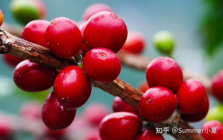 咖啡产地主要集中在哪里_咖啡的产区_咖啡生产区