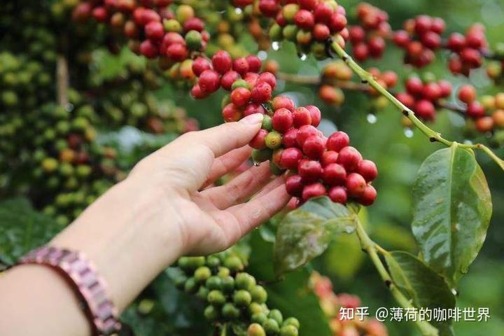 咖啡的产区_产地咖啡_咖啡生产区